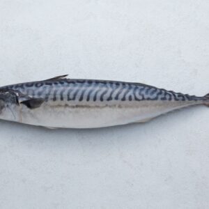 Mackerel (Whole round fish)