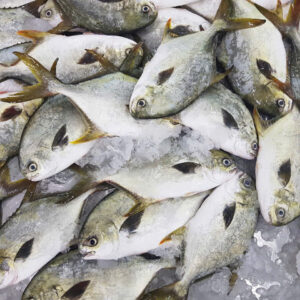 Golden Pompano